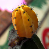 Yellow Cacti