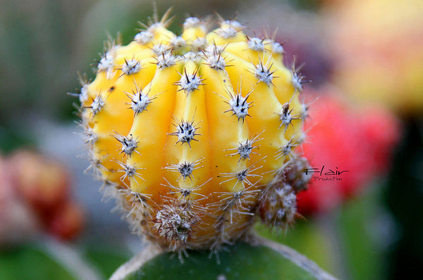 Yellow Cacti